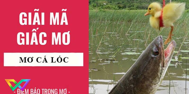 ngu-mo-thay-ca-loc-la-diem-bao-gi-1